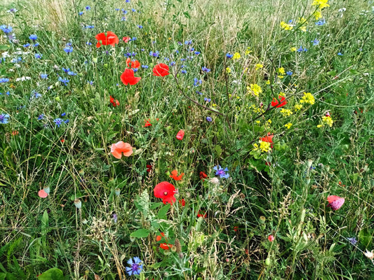FLIP-Projekt: Mehr Natur im städtischen Raum