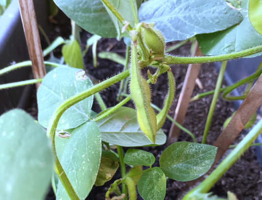 Edamame anbauen: So gelingt die Sojabohne im Garten und auf dem Balkon