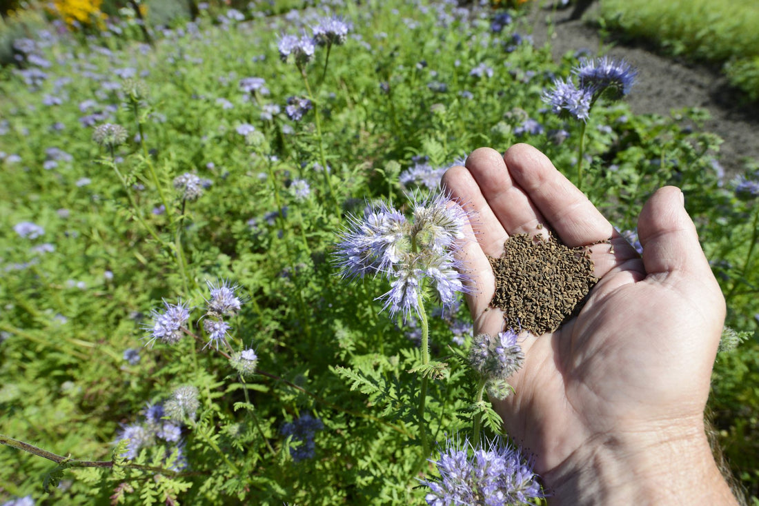 Welche Blumen im Herbst aussäen?