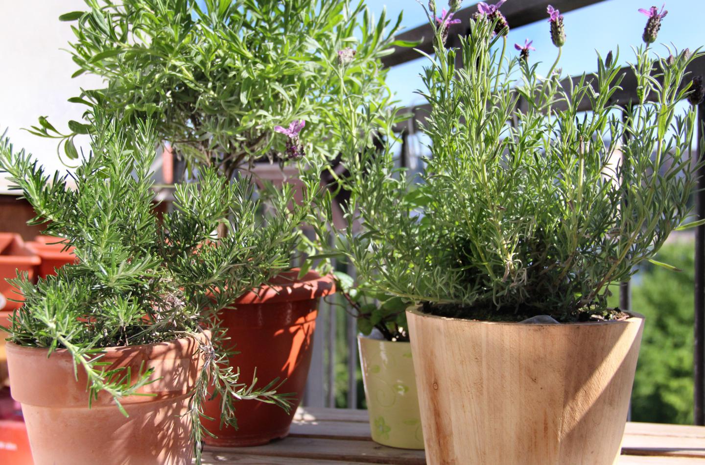 10 hitzeresistente Pflanzen fr deinen Balkon  Gardenox-Natur