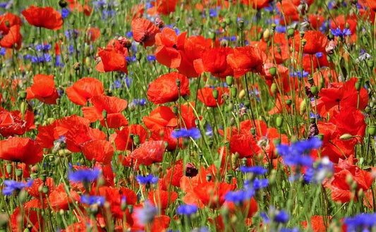 Kornblume und Klatschmohn aussäen – die ideale Anleitung für dein Blütenmeer