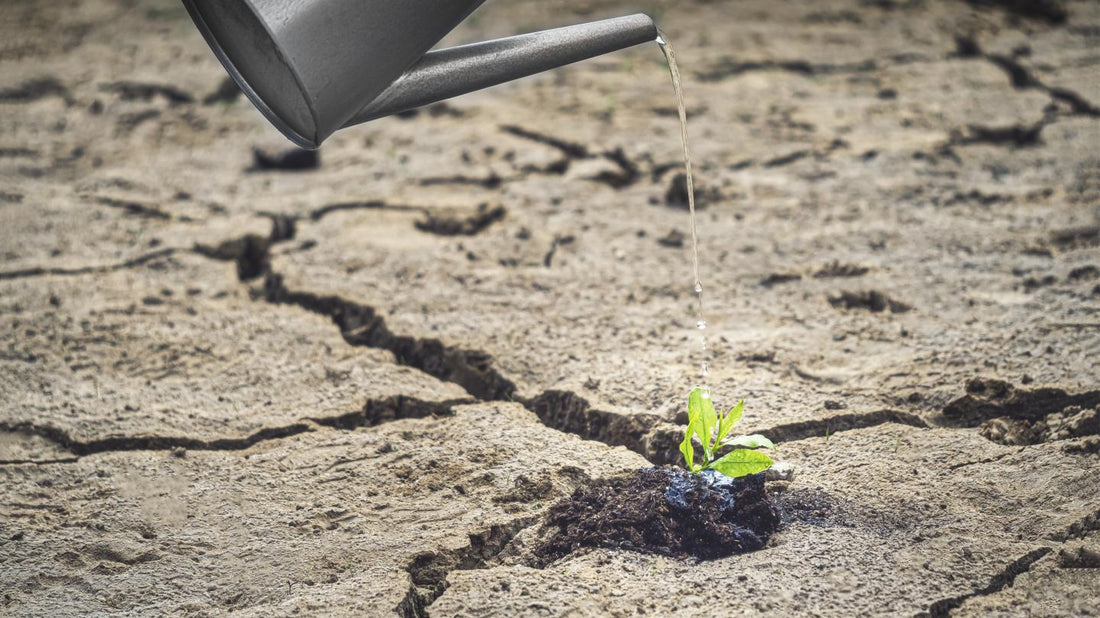 Trockenheitsfeste Gärten: So machst du deinen Garten fit für heiße Sommer – und hilfst dabei unsere Insekten