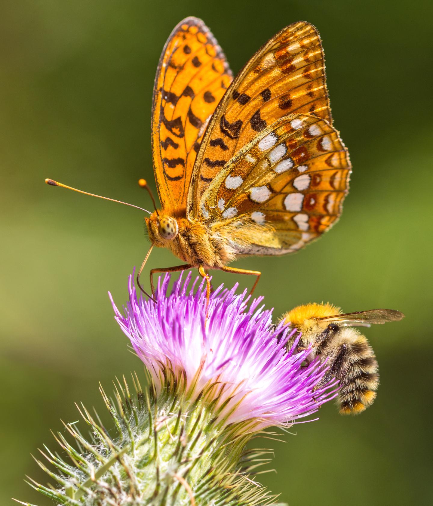 brokkolisamen alnatura 100% Original Brokkolisamen