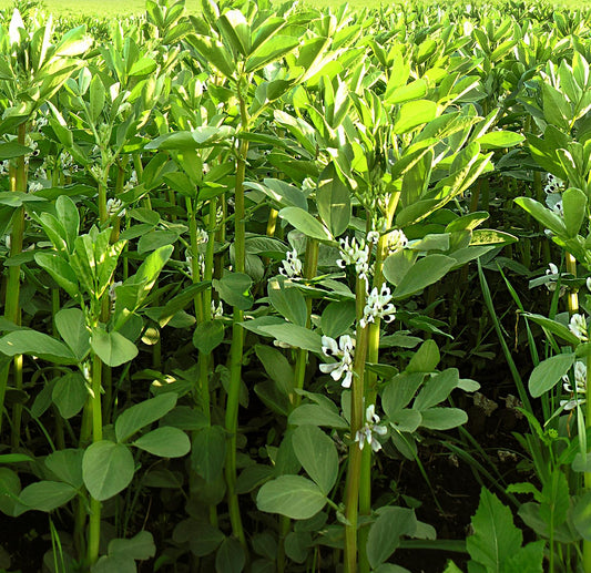 Ackerbohne 200 Gramm Saatgut - Stickstoffbinder