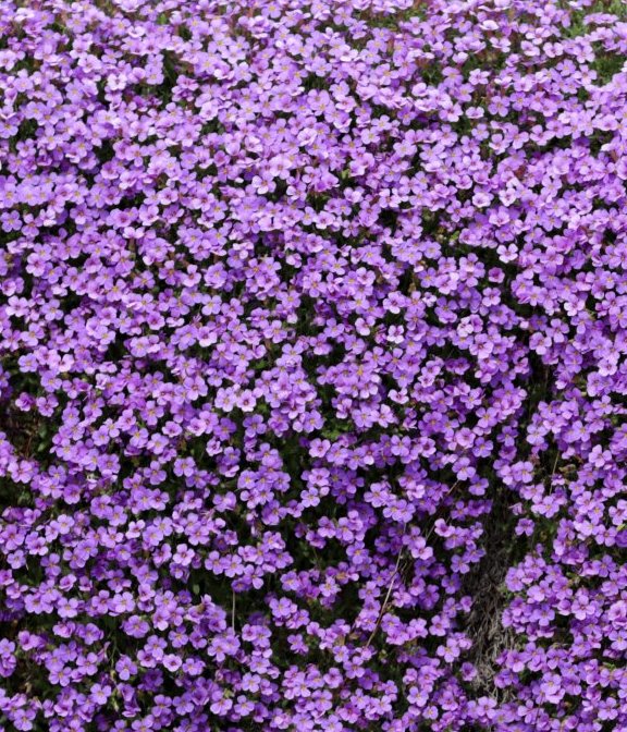 500 Samen Blaukissen Aubrieta Bodendecker in Blau und Lila