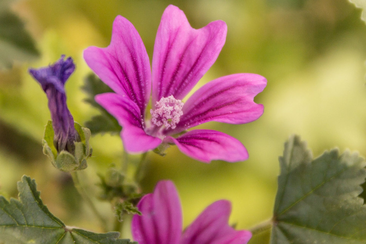 "Urban Wildblumen" - Saatgut für Wilde Ecken 5 qm