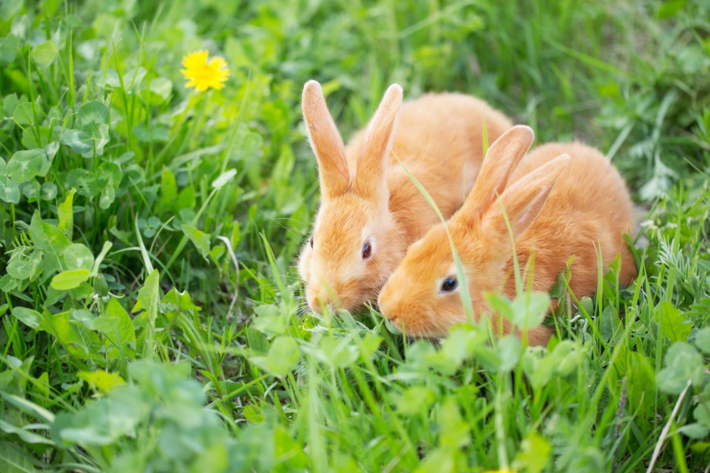 Kaninchenwiese Samen 5 qm Kräuterwiese für Kaninchen und Meerschweinch – Gardenox-Natur
