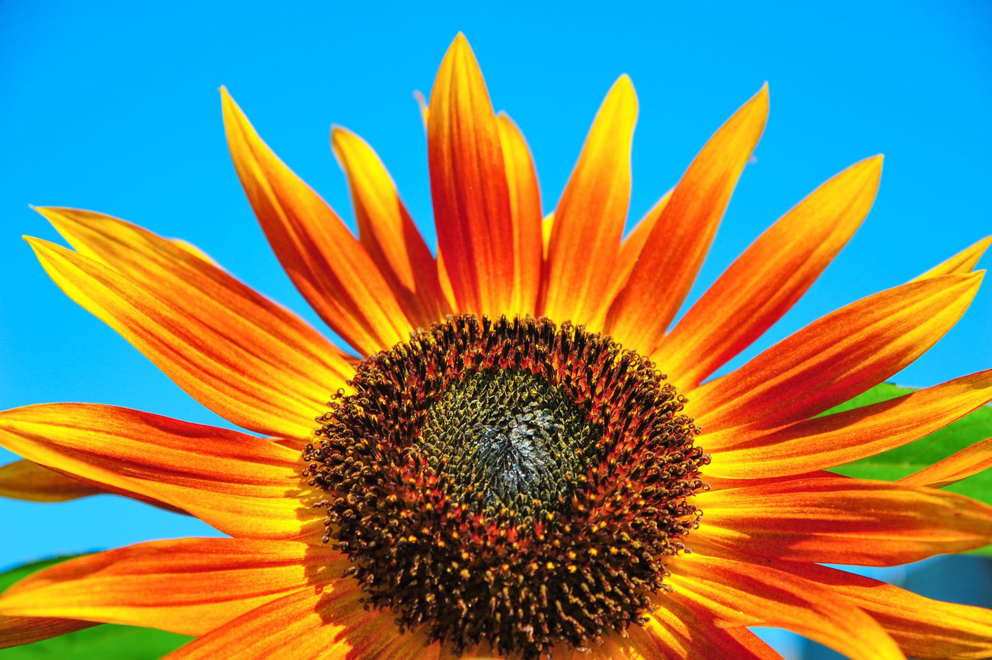 6 Sonnenblumen Sorten Mischung