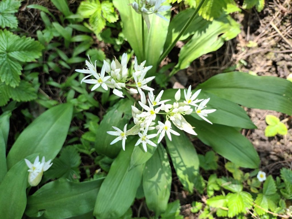 120 Samen Bärlauch Allium ursinum - Waldknoblauch mehrjährig winterhart