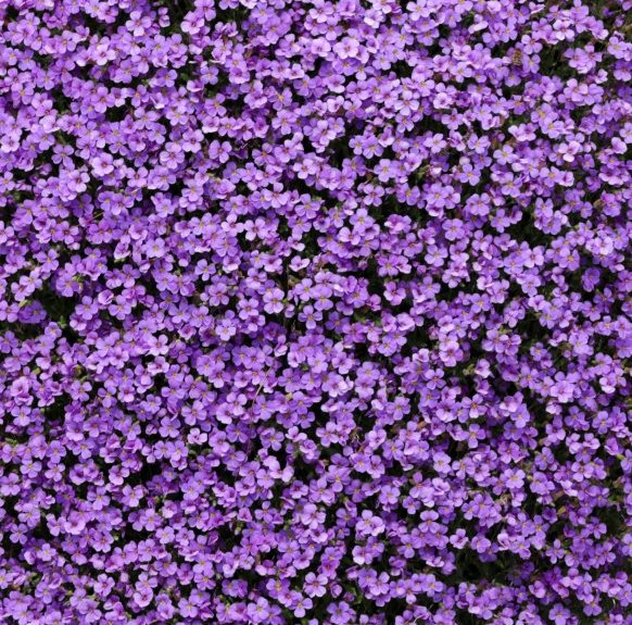 500 Samen Blaukissen Aubrieta Bodendecker in Blau und Lila