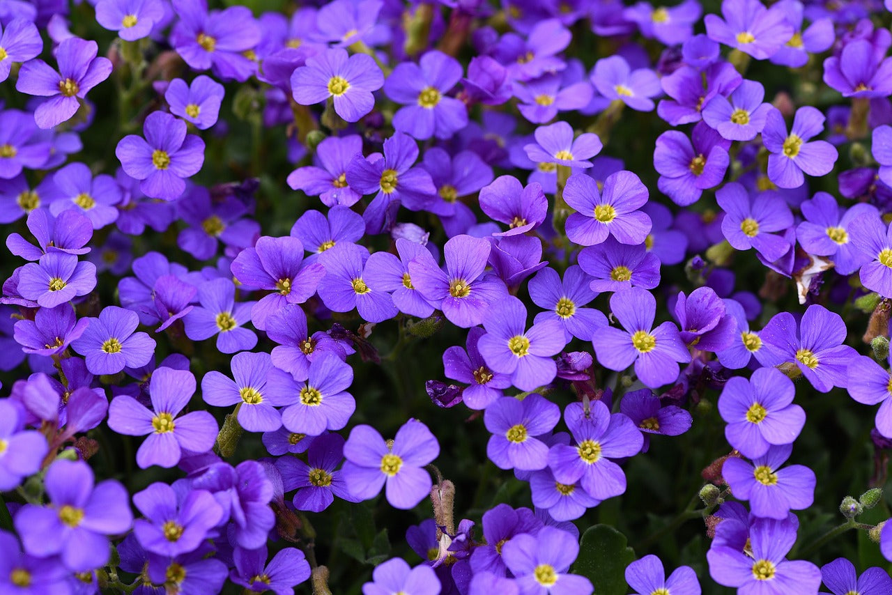 500 Samen Blaukissen Aubrieta Bodendecker in Blau und Lila