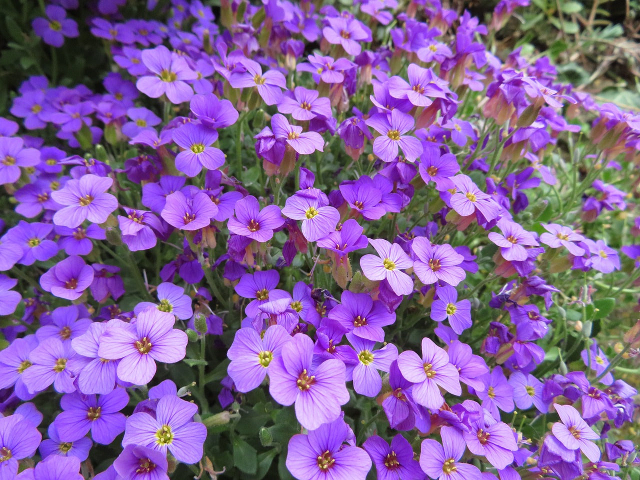 500 Samen Blaukissen Aubrieta Bodendecker in Blau und Lila