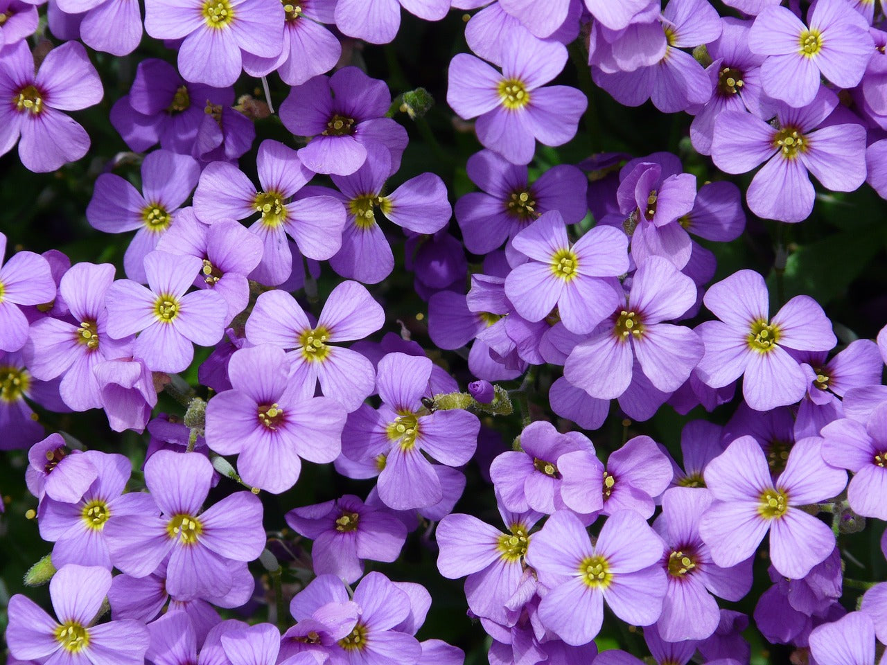 500 Samen Blaukissen Aubrieta Bodendecker in Blau und Lila