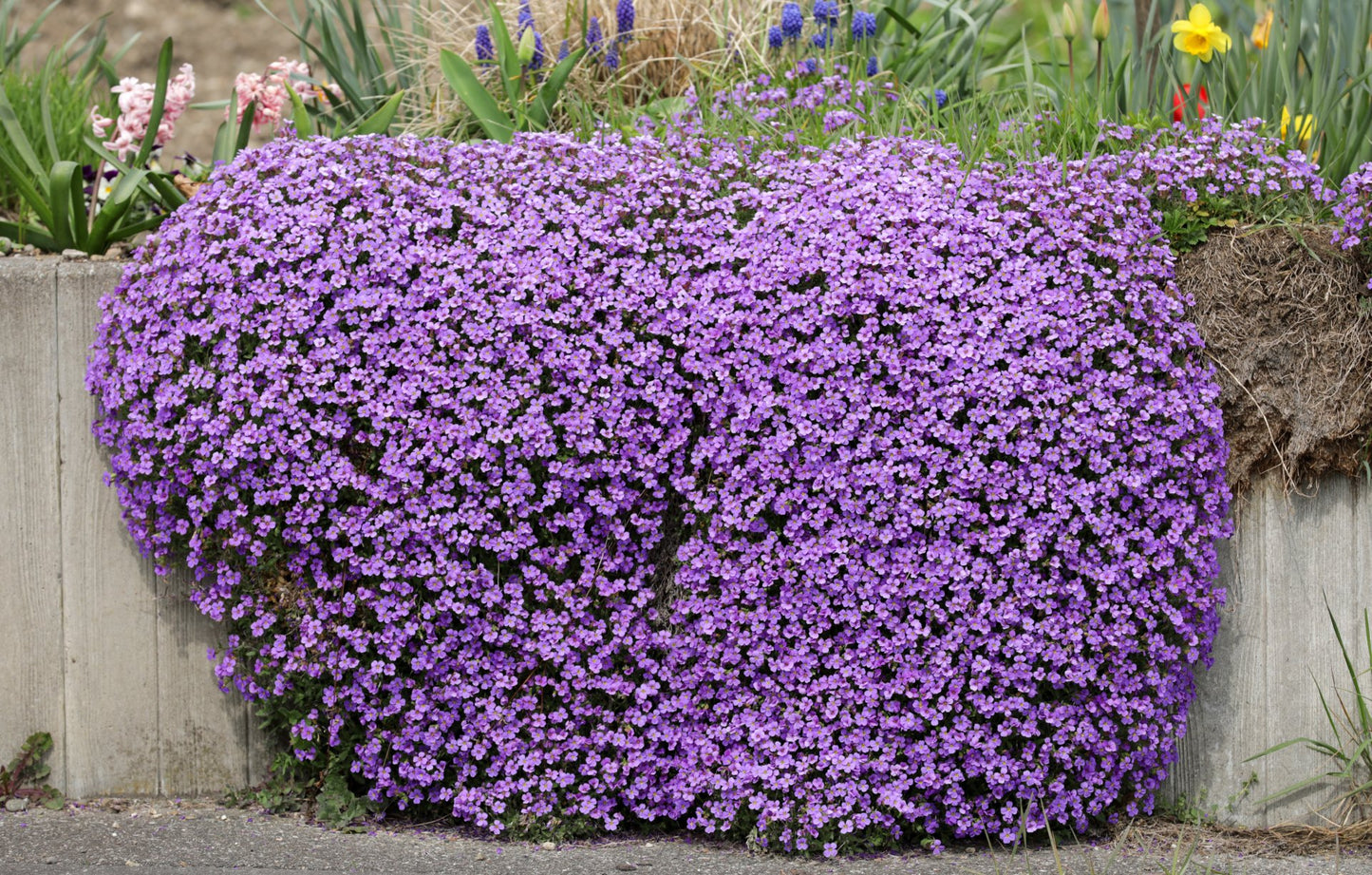 500 Samen Blaukissen Aubrieta Bodendecker in Blau und Lila