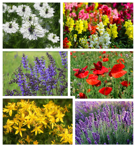 Bienenparadies Blumensamenset