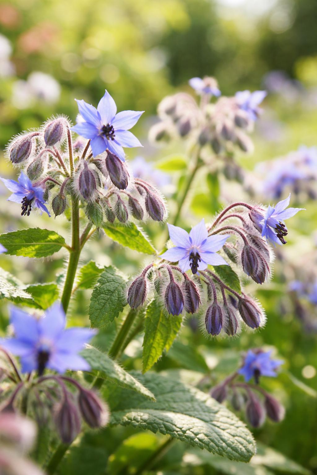 Borretsch Samen kaufen – blaue Bienenpflanze für Garten & Balkon –  Gardenox-Natur