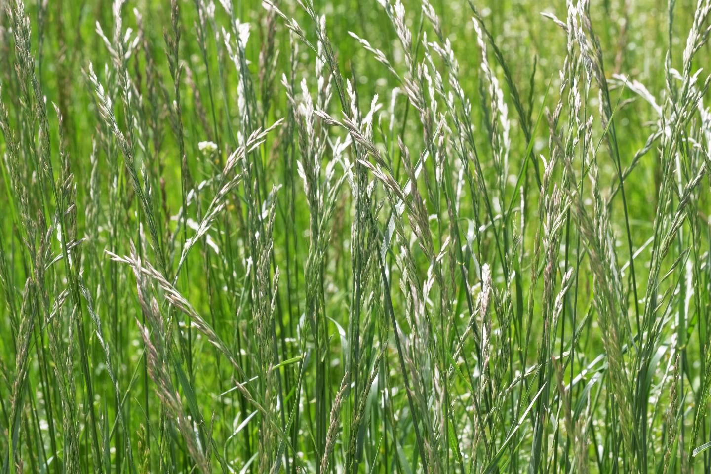 Deutsches Weidelgras 200g (Lolium perenne) – robuste Rasensamen –  Gardenox-Natur