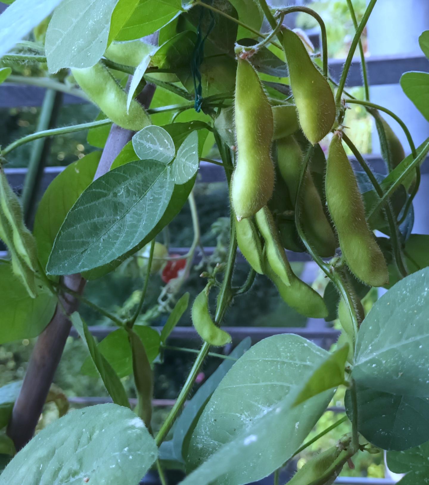 Edamame Sojabohne Hokkai Green - 35 Samen