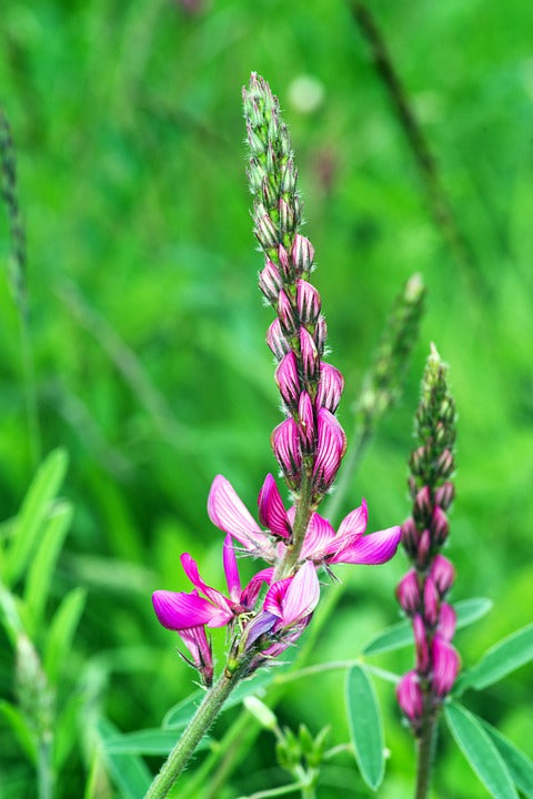 Bodenkur für's Frühjahr Gründünger Mischung - 40 qm