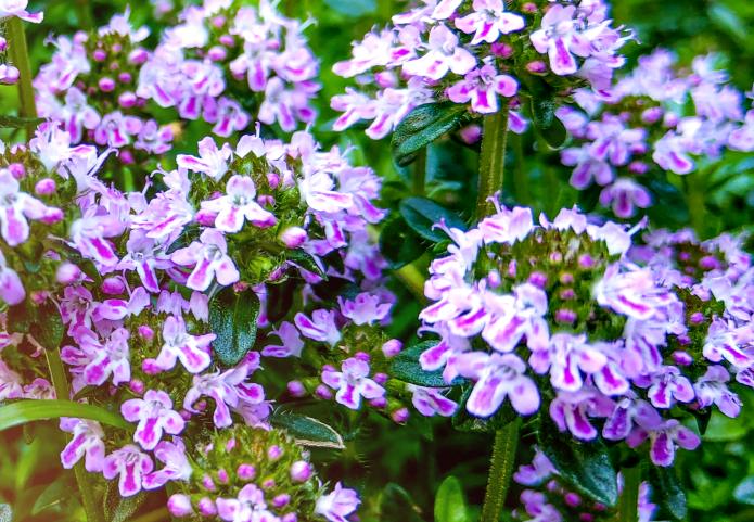 7000 Samen Feld-Thymian (Thymus pulegioides)