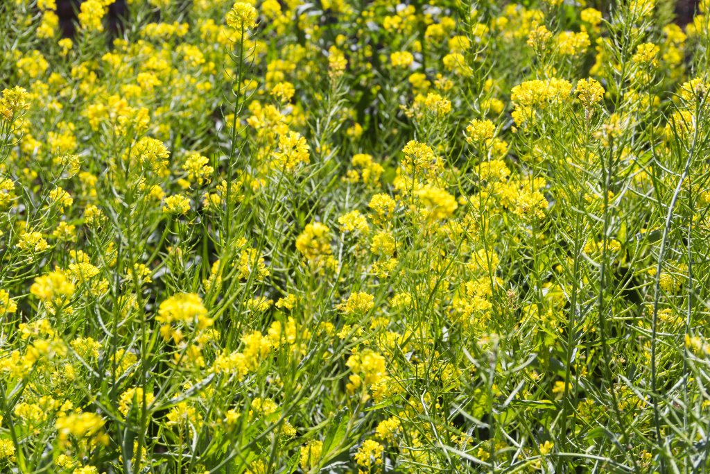 Bodenkur Gründünger Mischung für Herbst und Winter - 200 qm
