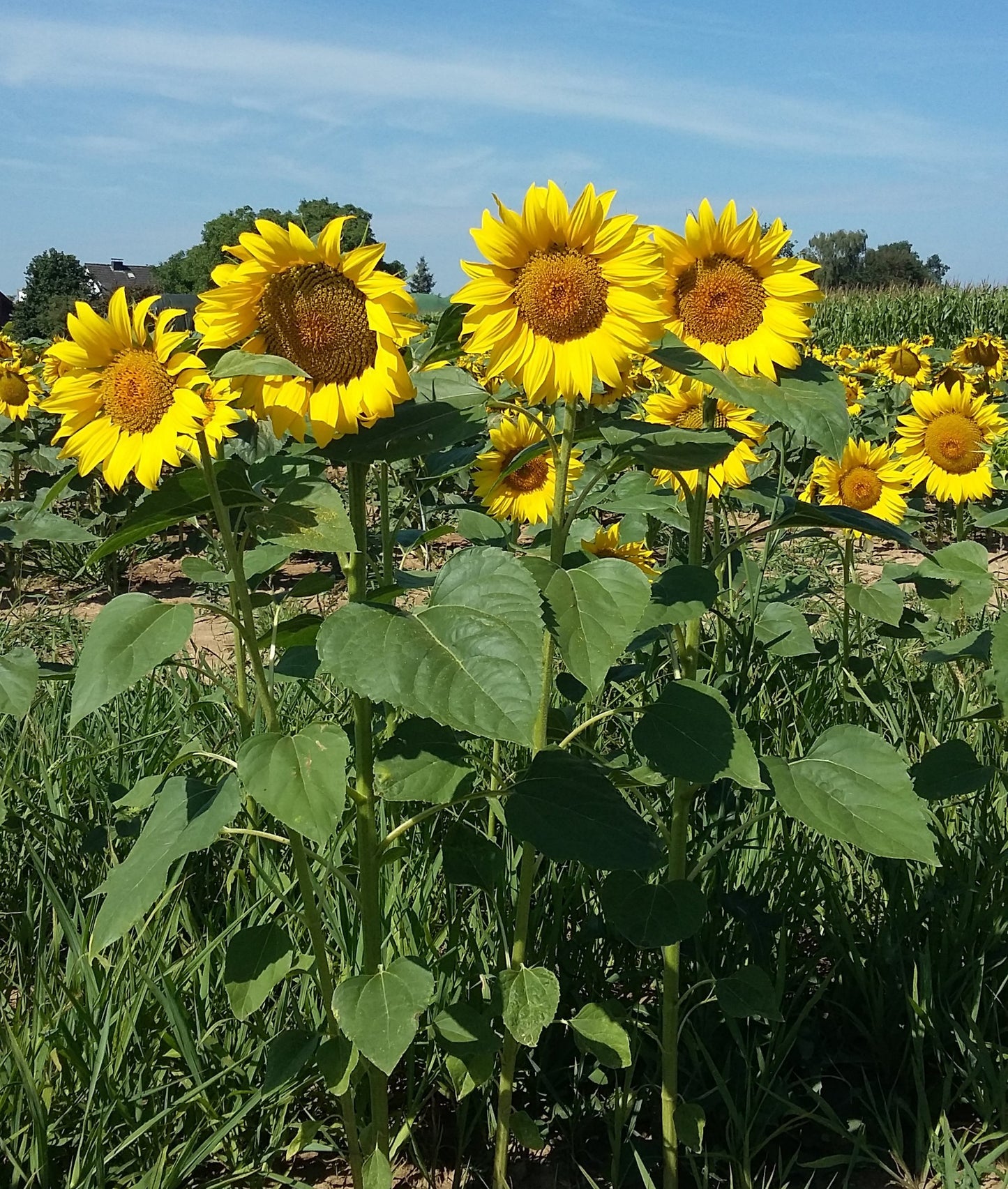 20 qm Sonnenblumensamen Große Gelbe Sonnenblume