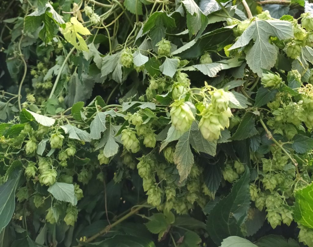 300 Samen Echter Hopfen Humulus lupulus - mehrjährig Fassadenbegrünung, essbar