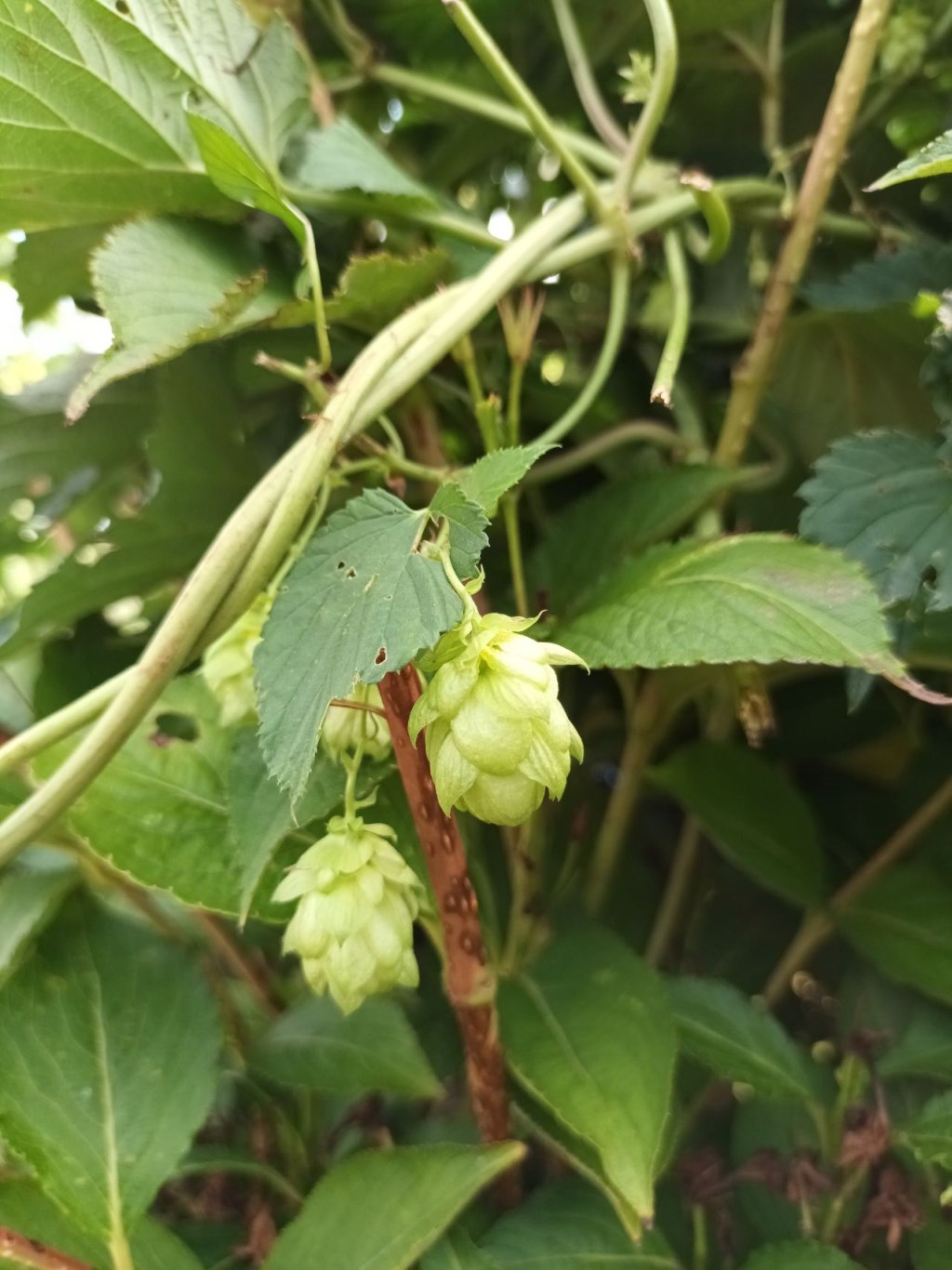 300 Samen Echter Hopfen Humulus lupulus - mehrjährig Fassadenbegrünung, essbar