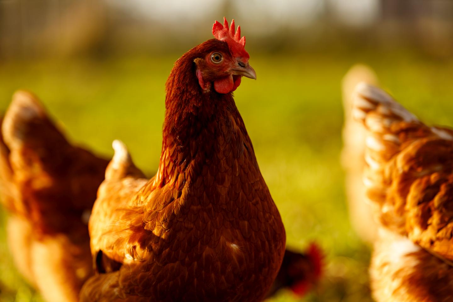 Hühnerwiese Samenmix für 45qm