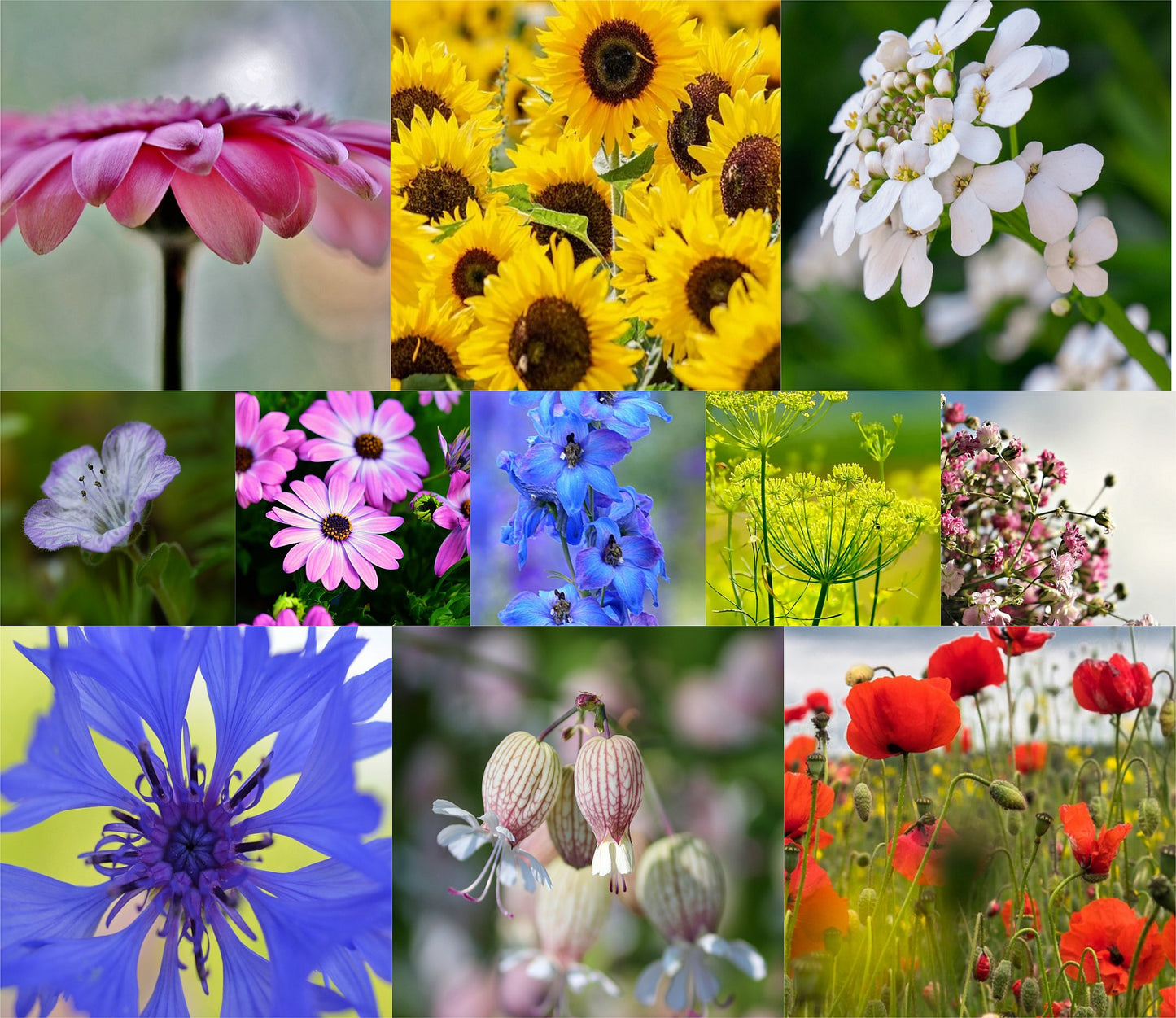 "Urban Wildblumen" - Saatgut für Wilde Ecken 5 qm
