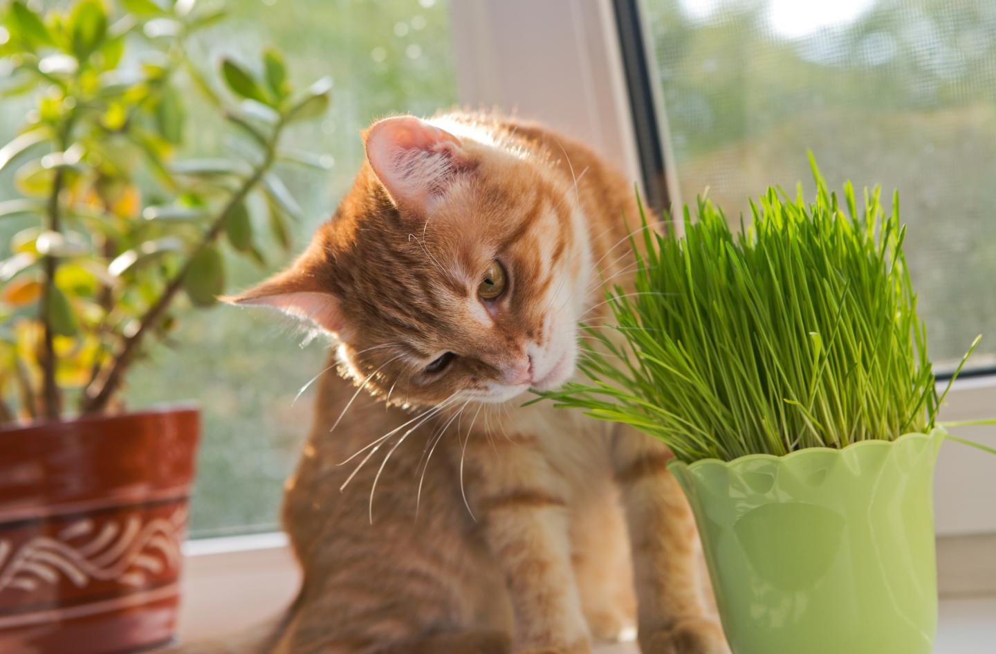 Weiche Katzengras Samen - 1 kg Saatgut für frisches Katzengras