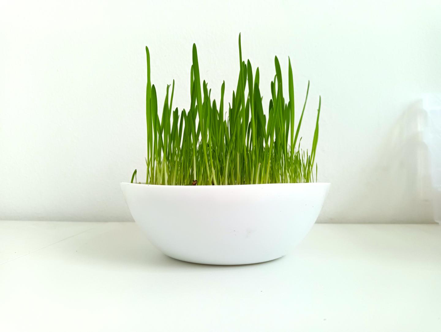 Weiche Katzengras Samen - 1 kg Saatgut für frisches Katzengras