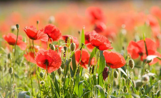 100 qm Klatschmohnsamen Großpackung
