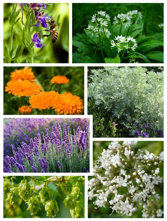 Klostergarten Kräuterset - 7 Heil- und Kräuterpflanzen Samen Set