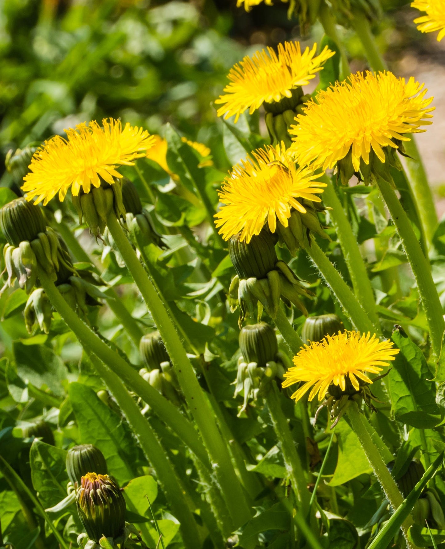 4000 Samen Löwenzahn Taraxacum officinale