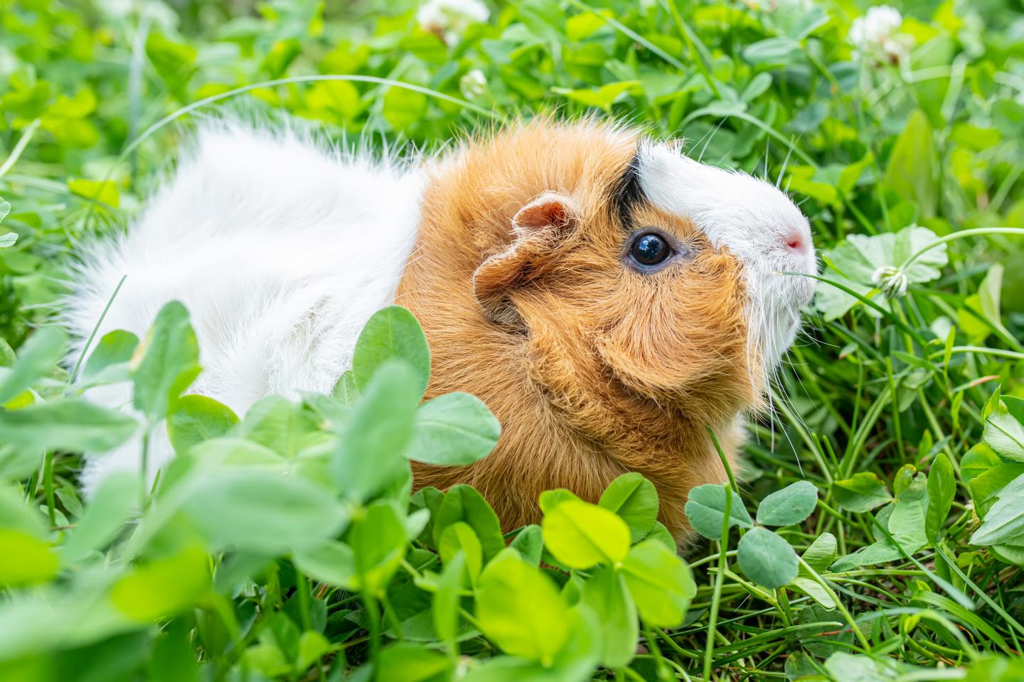 Kaninchenwiese Samen 20 qm Kräuterwiese für Kaninchen und Meerschweinchen