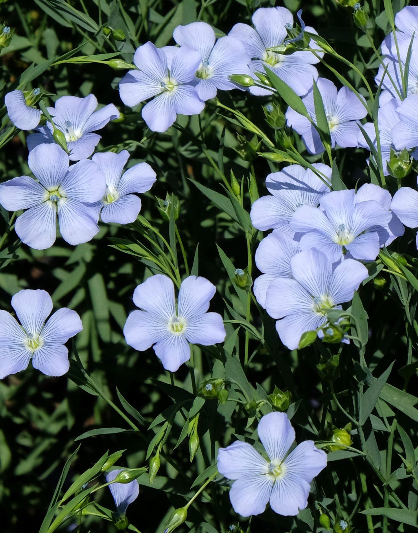 2000 Samen Öllein * Linum usitatissimum