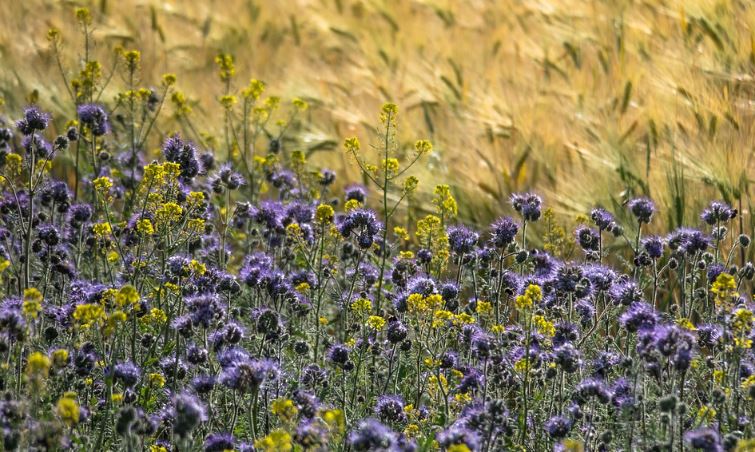 35 qm Phacelia tanacetifolia Bienenfreund Großpackung