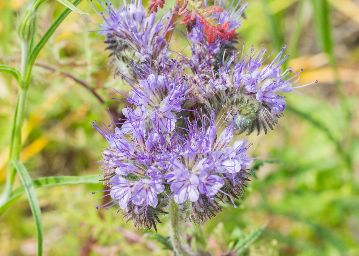 Bodenkur Gründünger Mischung für Herbst und Winter - 200 qm