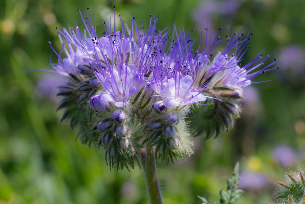 "Urban Wildblumen" - Saatgut für Wilde Ecken 5 qm