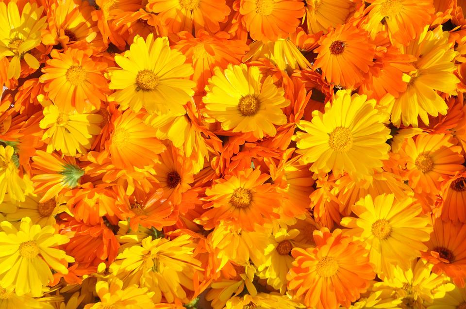 600 Samen Ringelblume Calendula officinalis Ringelblumen orange
