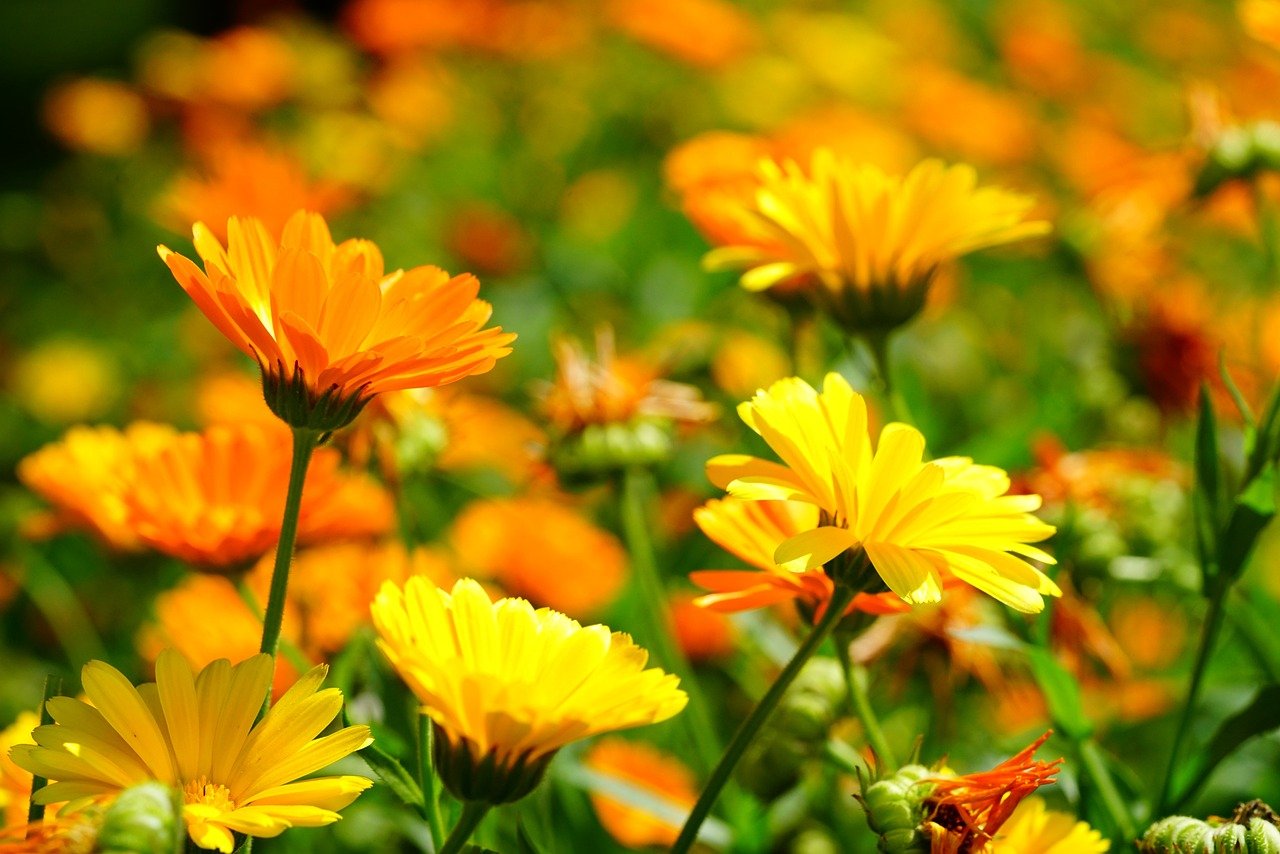600 Samen Ringelblume Calendula officinalis Ringelblumen orange