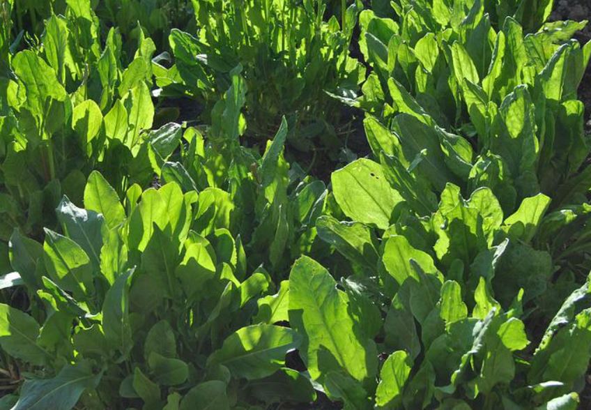 1000 Samen Sauerampfer Samen * Rumex acetosa *
