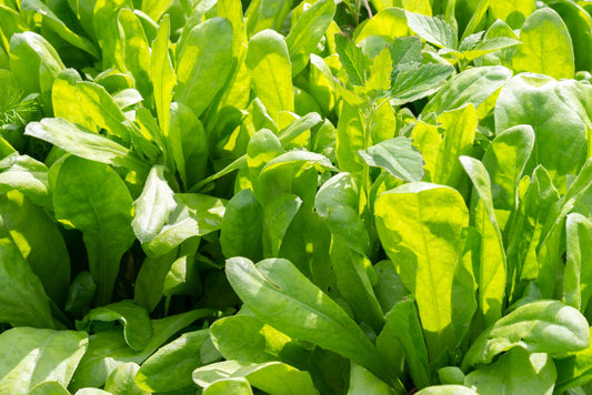 1000 Samen Sauerampfer Samen * Rumex acetosa *