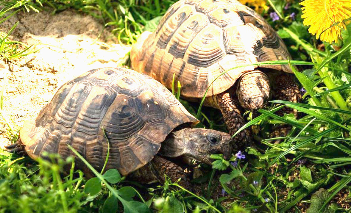 25qm Schildkröten Futterpflanzen Samenmischung ohne Gräser