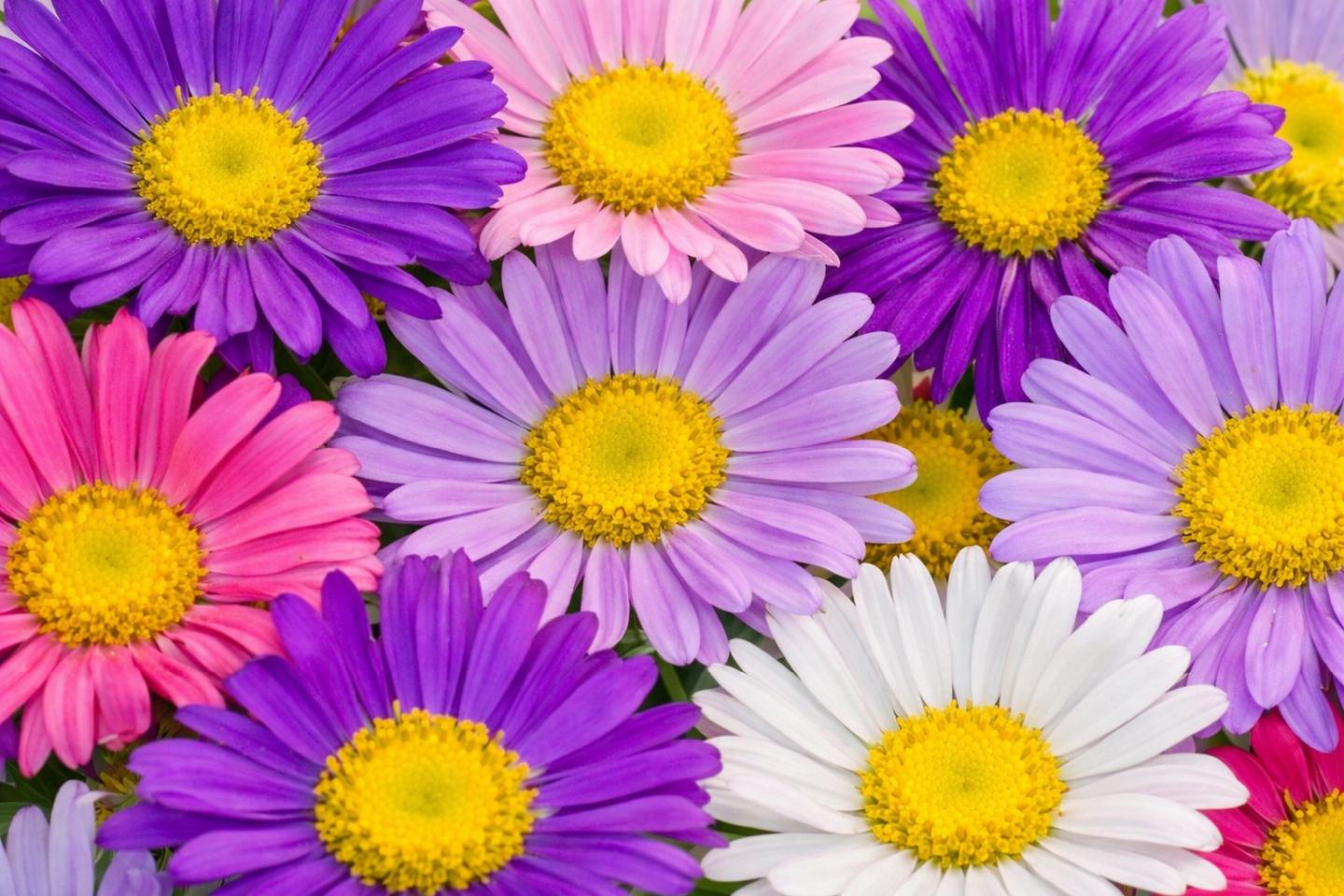 100 Samen Sommeraster - Callistephus chinensis