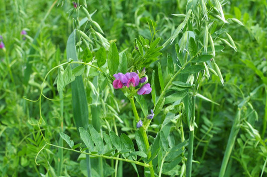 200 Samen Sommerwicke * Vicia sativa * Gründüngerpflanze
