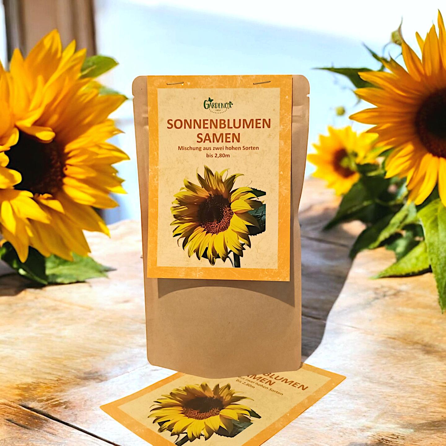 20 qm Sonnenblumensamen Große Gelbe Sonnenblume