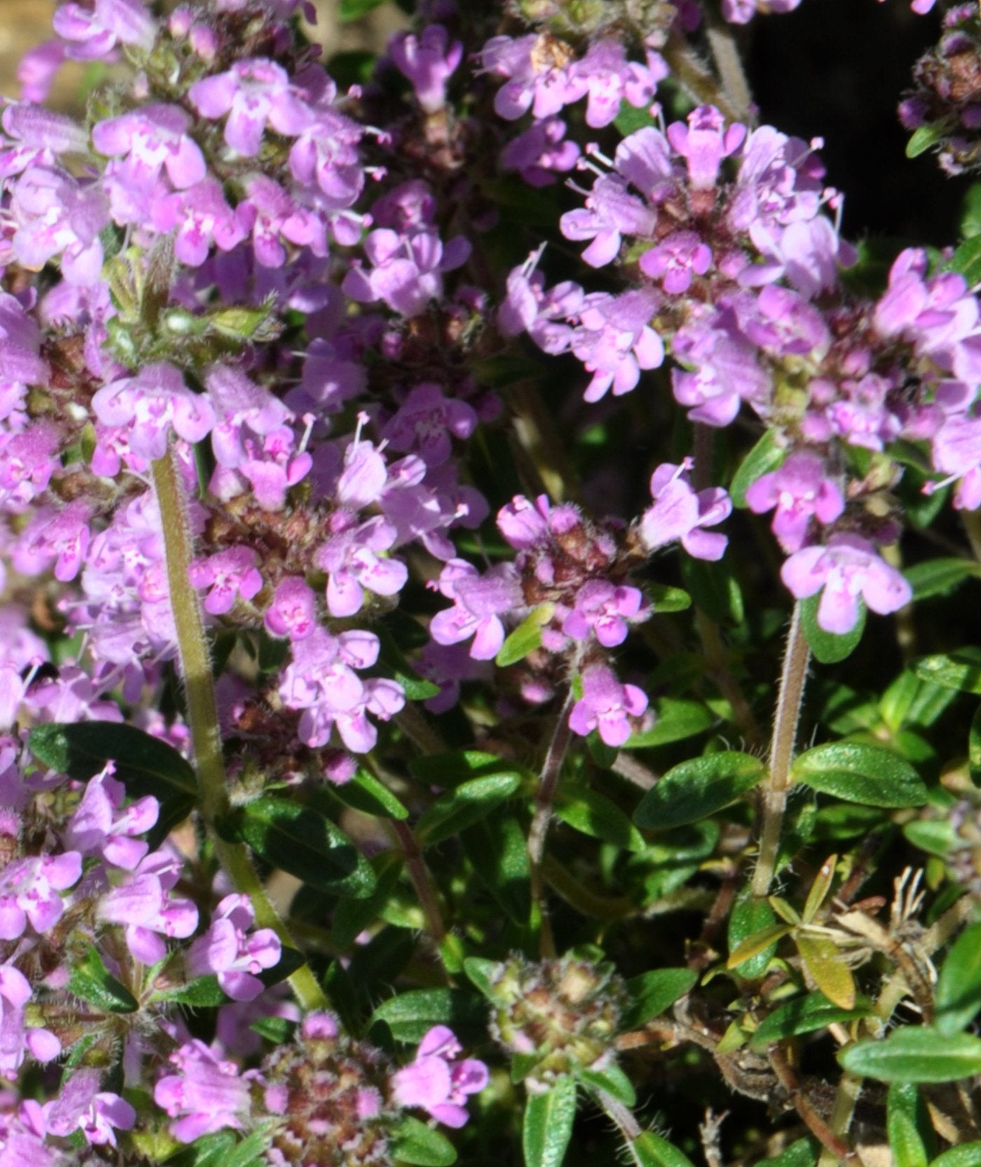 Wildkräutertee Samenset