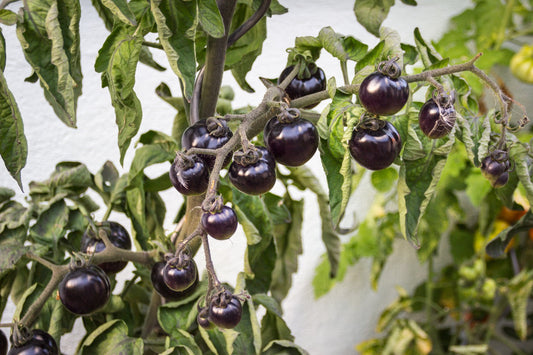 15 Samen Tomate "Black Cherry"